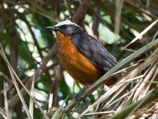 <h3><a href="/trips/gambia/biota/animalia/chordata/aves/040 passeriformes/033 platysteiridae/platysteira cyanea/platysteira cyanea-nl.html">Platysteira&nbsp;cyanea</a> / Brown‑throated&nbsp;wattle‑eye / Bruinkeellelvliegenvanger</h3>OM-1 Mark II met OLYMPUS M.150-400mm F4.5, 1/320 sec  bij F8.0, ISO 10000, afstand 7.91&nbsp;m